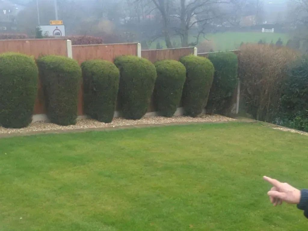 Conifers along the fence with gravel beneath them and the lawn in front