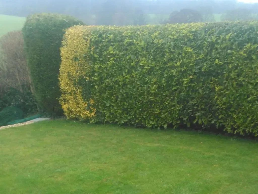 The clipped hedge running along the boundary above the lawn