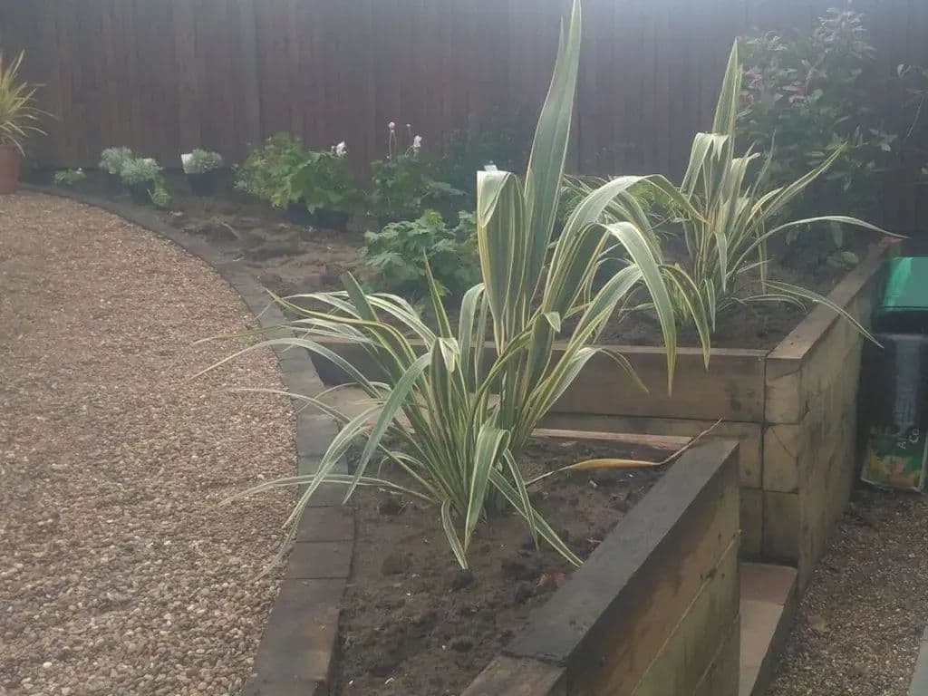 New planting going into the timber-edged raised bed beside the gravel path